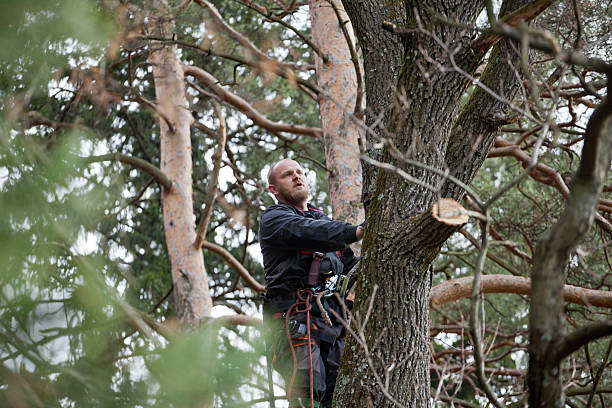 How Our Tree Care Process Works  in  Albany, IN